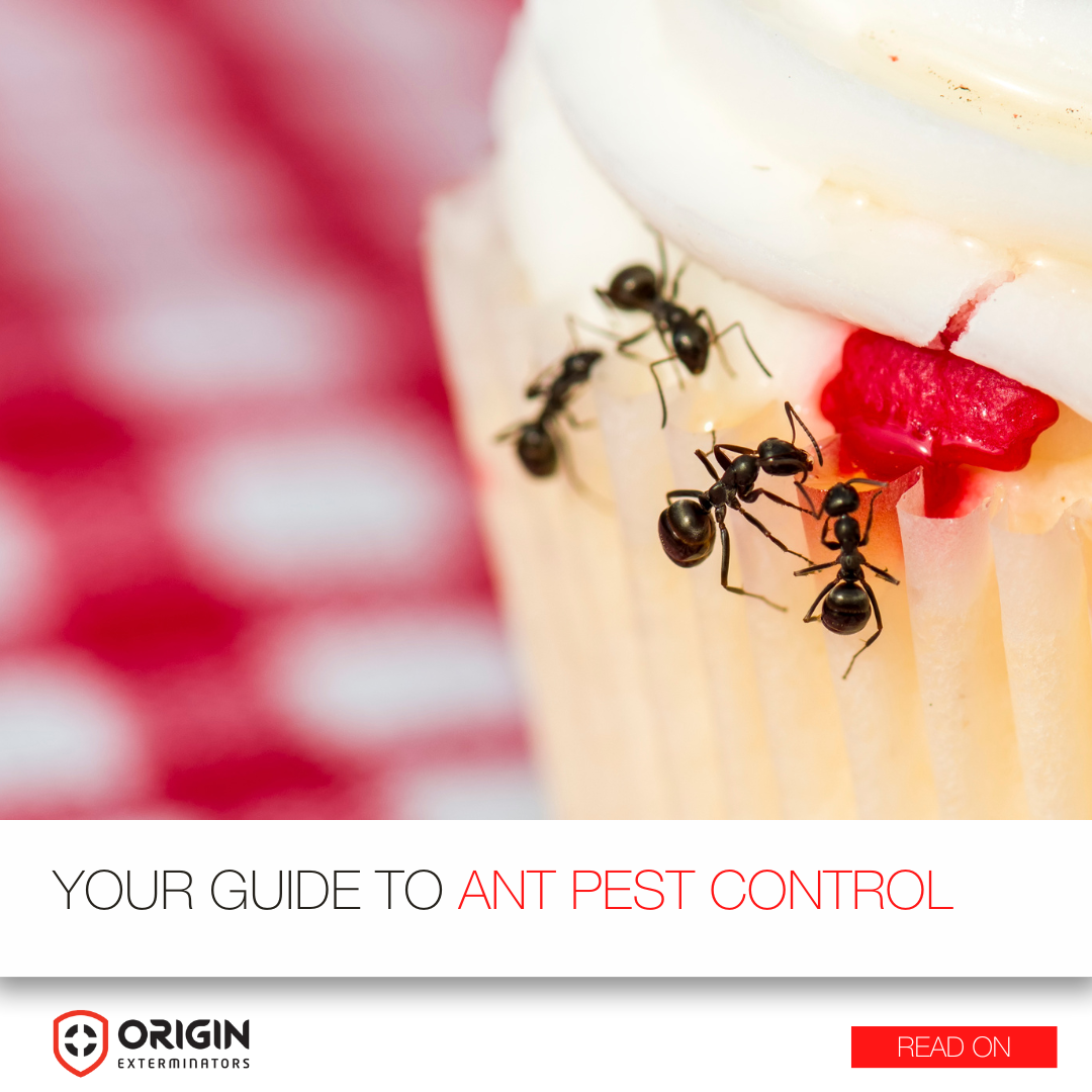 Your Guide To Ant Pest Control Services In Singapore